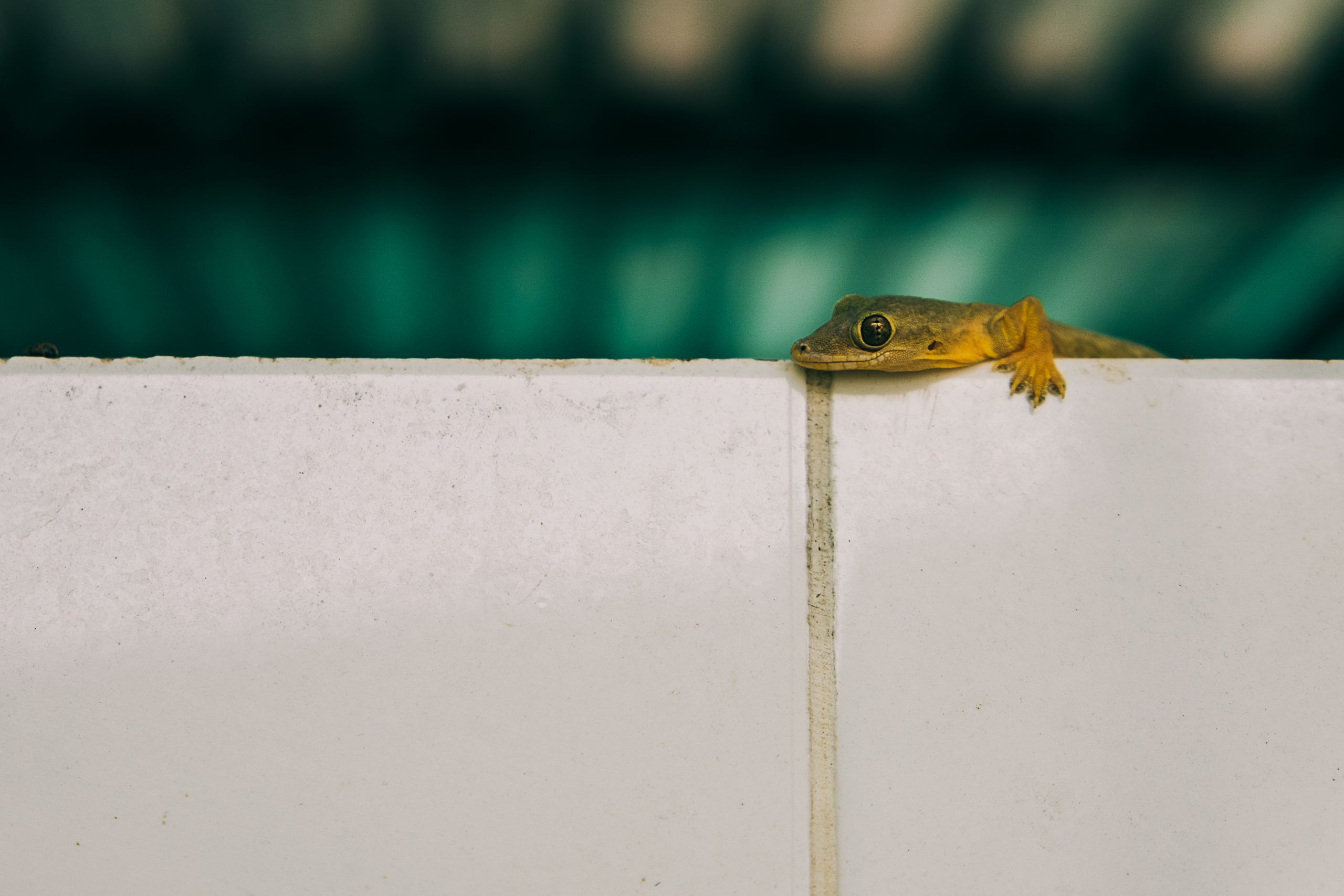Close up to a house gecko lizard on wall